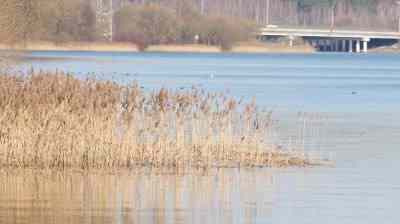 Борьба Минприроды Беларуси с зарастанием водных объектов